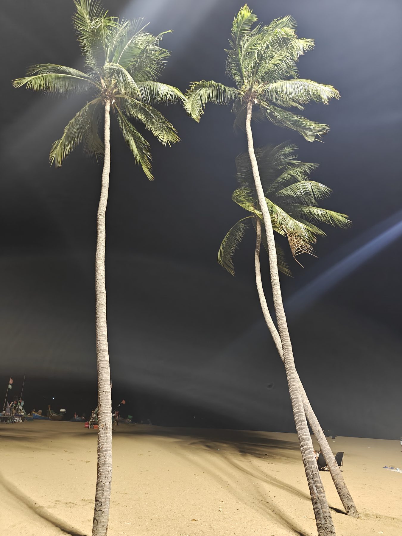夜晚海边的椰子树